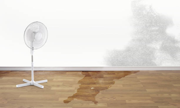 Best Carpet water damage restoration  in Gray, GA